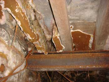 Severe Dry Rot - Fruiting Bodies giving off millions of spores