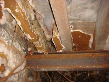 Dry Rot under a floor