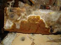 Dry Rot Fruiting Body