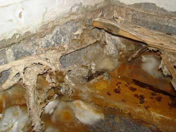 Dry Rot under a timber floor - note brown spores