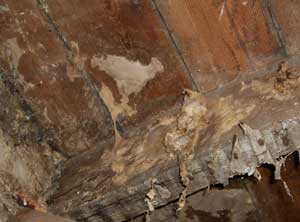 Sry rot skin on joists