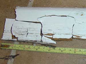 Cubing in softwood skirting board as the result of Dry Rot acting on the rear face