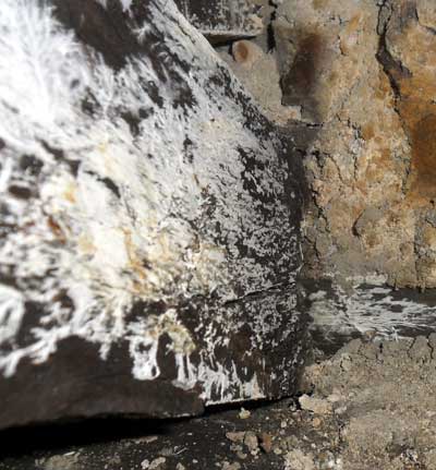 Brilliant white strands of Fibroporia on a joist.