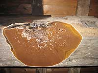 Fruiting Body of Dry Rot