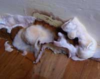 Dry Rot Fruiting Bodies on a skirting board