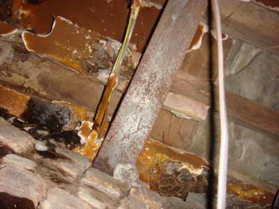 Dry Rot Fruiting Bodies under a floor