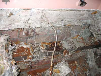 Dry rot strands and mycellium - skin