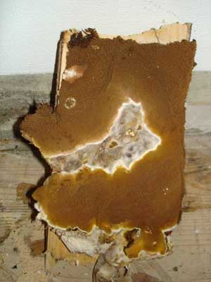 Massive dry rot sporeophore