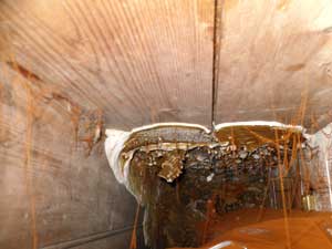 Dry Rot Fruiting Bodies under a floorboard