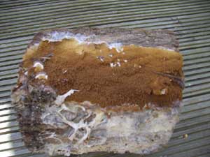 Dry Rot Fruiting Body